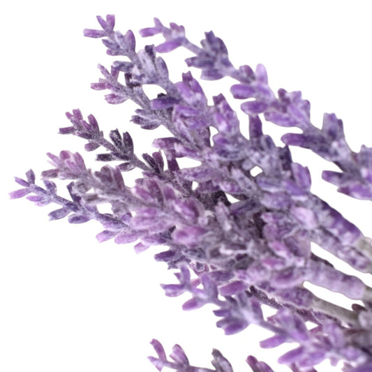 Purple Wax Lavender Bunch, 7 inches